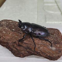 ニジイロクワガタ幼虫　5匹　紫紺系の画像