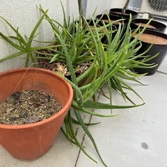 鉢植え7つ(うち2つはプルメリア、1つはアロエ)の画像