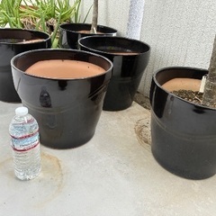 鉢植え7つ(うち2つはプルメリア、1つはアロエ)の画像