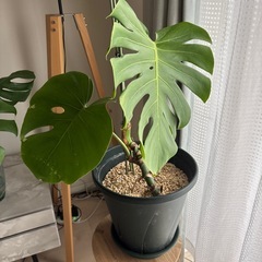 モンステラ3鉢　発根中1つの画像