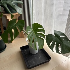 モンステラ3鉢　発根中1つの画像