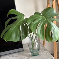 モンステラ3鉢　発根中1つの画像