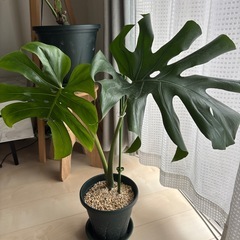 モンステラ3鉢　発根中1つの画像