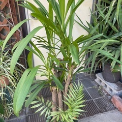 観葉植物　コルジリネ・ストリクタ　高さ１３０センチの画像