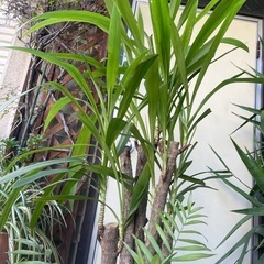 観葉植物　コルジリネ・ストリクタ　高さ１３０センチの画像