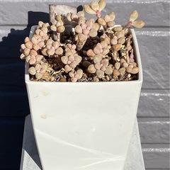 2024.10.24⑦   多肉植物　ヒメシュウレイの画像