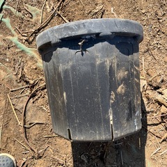 植木鉢　　たくさんあります！の画像