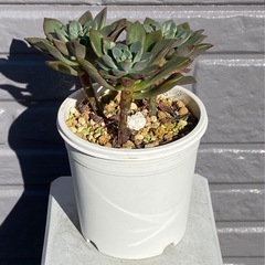 2024.11.3⑤   多肉植物　エメラルドリップの画像