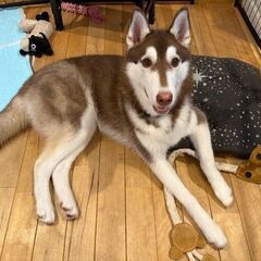 シベリアンハスキー　男の子　里親募集