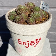 2024.6.6③   多肉植物　センペルビウムの画像