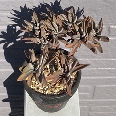 2024.6.6④   多肉植物の画像