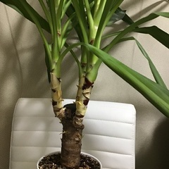 ユッカ（1.1m）です。の画像