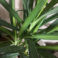 ユッカ（1.1m）です。の画像