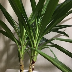 ユッカ（1.1m）です。の画像