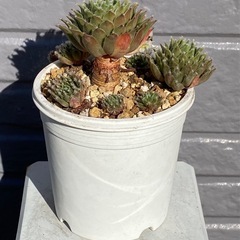 2024.10.23②   多肉植物　センペルビウムの画像