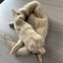 毛皮のマフラーの画像