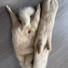 毛皮のマフラーの画像