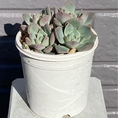 2024.11.26②   多肉植物　ファンクイーンの画像