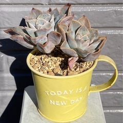 2025.2.27③  　多肉植物　パラグアイエンセの画像