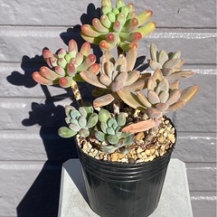 2025.2.27⑦   多肉植物の画像