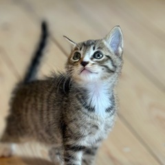 とっても美猫の靴下ちゃん