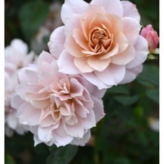 人気品種のバラつぼみ付き※がん腫の画像