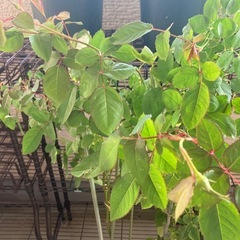 人気品種のバラつぼみ付き※がん腫の画像