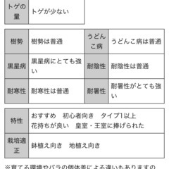 人気品種のバラつぼみ付き※がん腫の画像