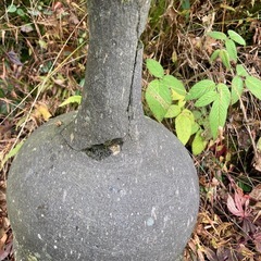 石灯籠　大の画像