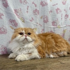 🌟11月30日純血種の譲渡会 ☘️「リップちゃん」💄︎︎ …