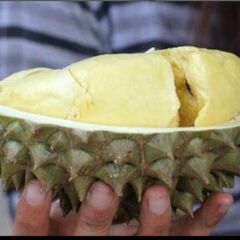 希少　元気な2個!　発芽寸前の元気なMonthongドリアンの最高品種の巨大種 3の画像