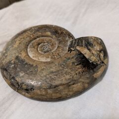 化石セットの画像