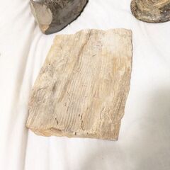 化石セットの画像