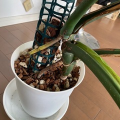 モンステラの画像