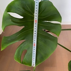 モンステラの画像
