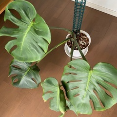 モンステラの画像