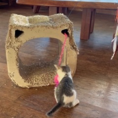 🌱小さな身体で生き抜いた強い男の子／里親さま募集🌱 - 沖縄市