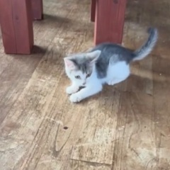 🌱小さな身体で生き抜いた強い男の子／里親さま募集🌱