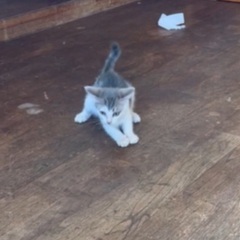 🌱小さな身体で生き抜いた強い男の子／里親さま募集🌱 - 猫