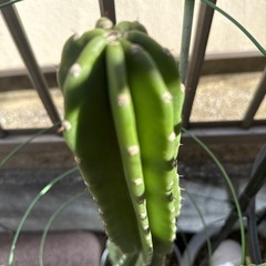 柱 サボテンの画像