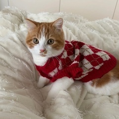 一歳男の子里親募集　東京