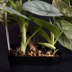 観葉植物　アロカシア シルバードラゴン 【初心者さんも安心】水やり簡単♪アクアセル仕様に植替え済みの画像