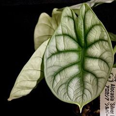 観葉植物　アロカシア シルバードラゴン 【初心者さんも安心】水やり簡単♪アクアセル仕様に植替え済みの画像