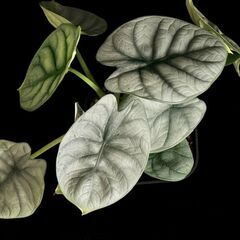 観葉植物　アロカシア シルバードラゴン 【初心者さんも安心】水やり簡単♪アクアセル仕様に植替え済みの画像