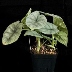 観葉植物　アロカシア シルバードラゴン 【初心者さんも安心】水やり簡単♪アクアセル仕様に植替え済みの画像