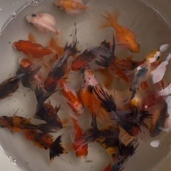 訂正❗️メダカ・金魚『プラ池』+金魚2匹orメダカ5
匹の画像
