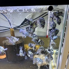 🐟 ブルー タイガー　パロット の画像