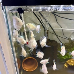 🐟 プラチナ
タイガー パロット の画像