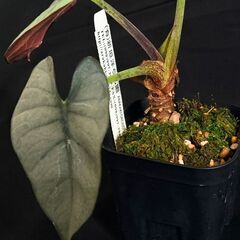 観葉植物 アロカシア　レギナエ ホワイト 希少種【初心者さんも安心】水やり簡単♪アクアセル仕様の画像