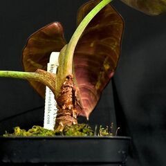 観葉植物 アロカシア　レギナエ ホワイト 希少種【初心者さんも安心】水やり簡単♪アクアセル仕様の画像